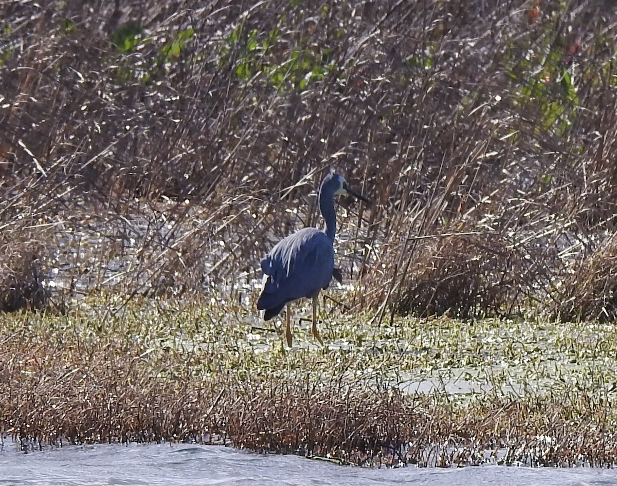 White-faced Heron - ML608925579