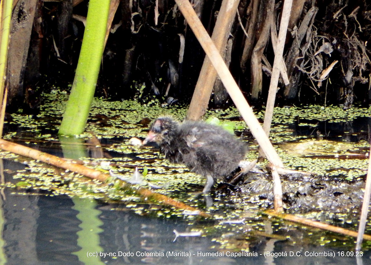 American Coot - ML608925592