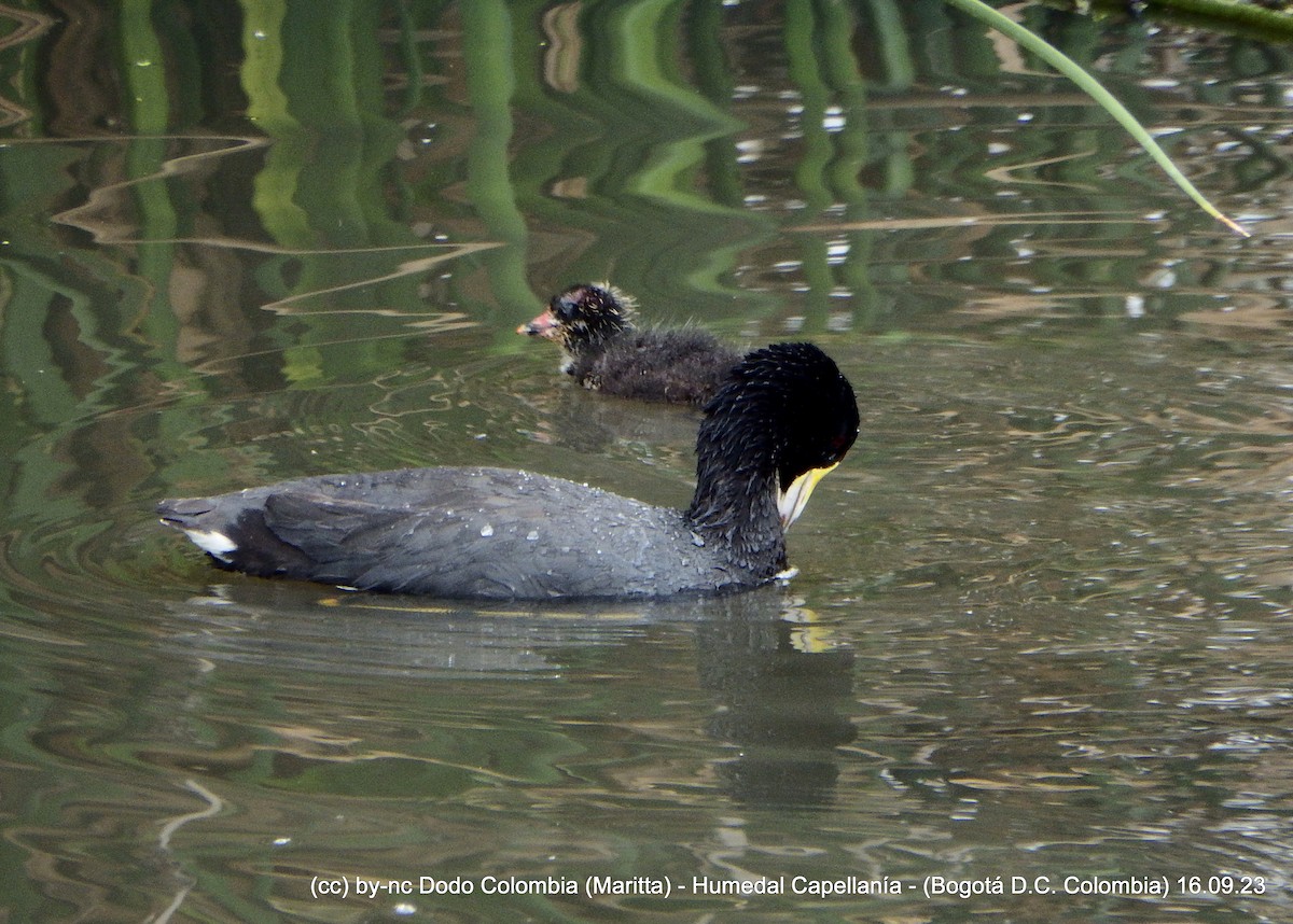 American Coot - ML608925593