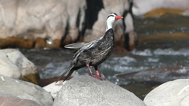 Pato Torrentero - ML608925705