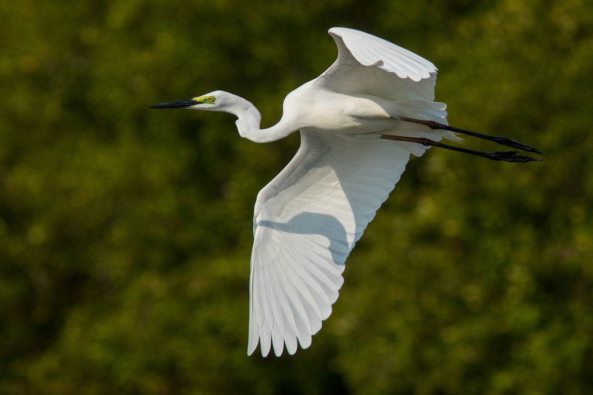 Great Egret - ML608925773