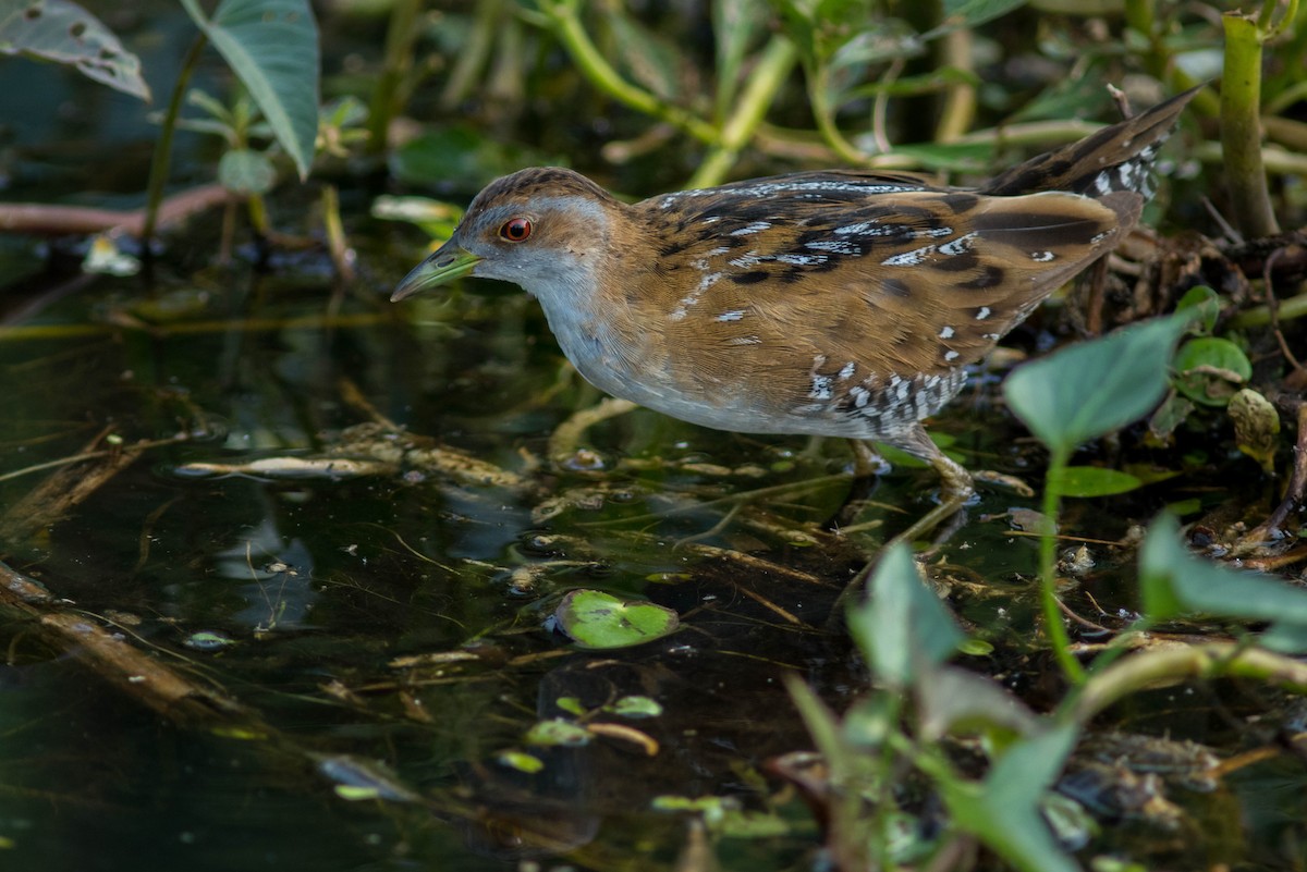 Baillon's Crake - ML608925793