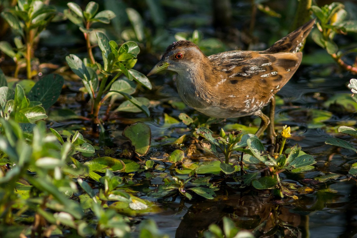 Baillon's Crake - ML608925795