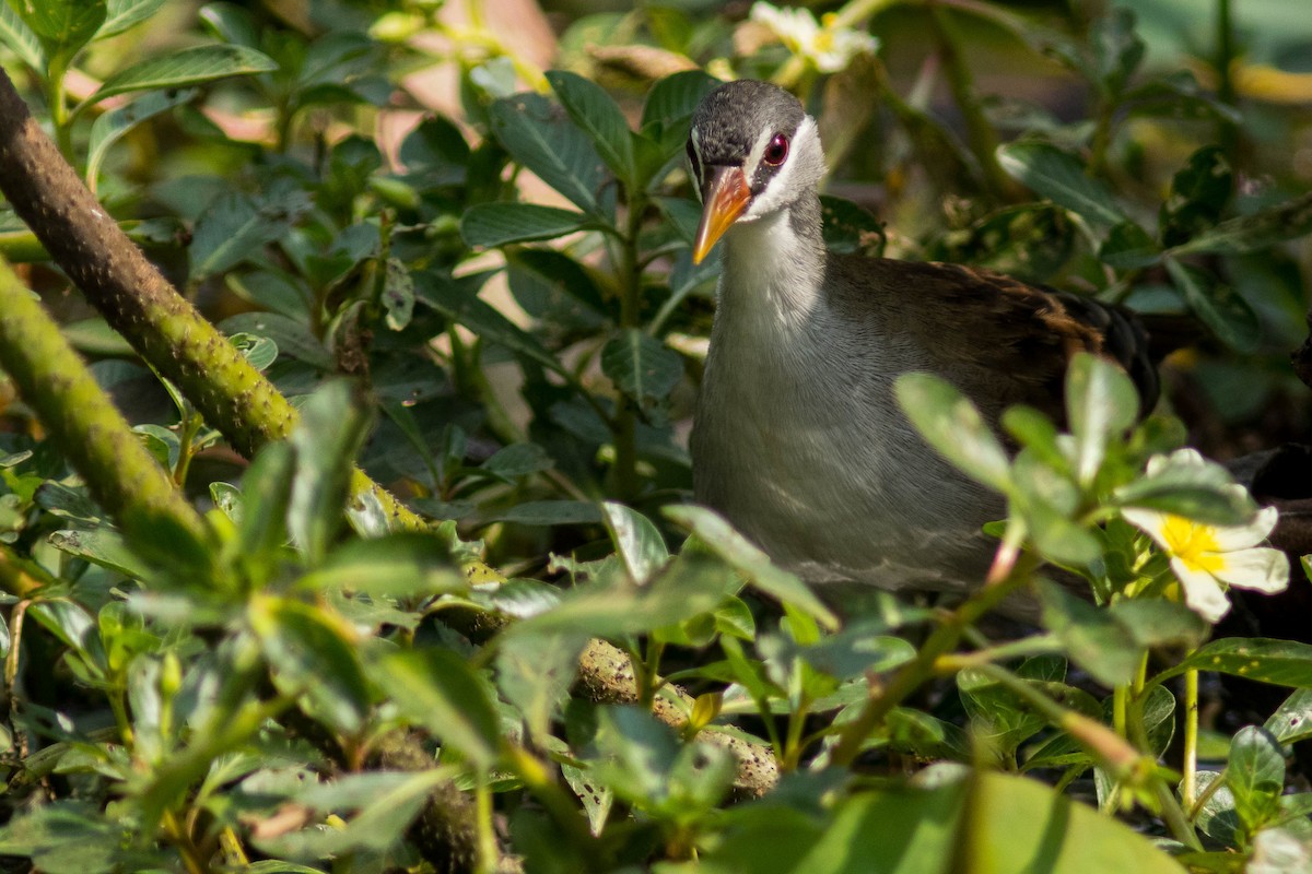 White-browed Crake - ML608925801