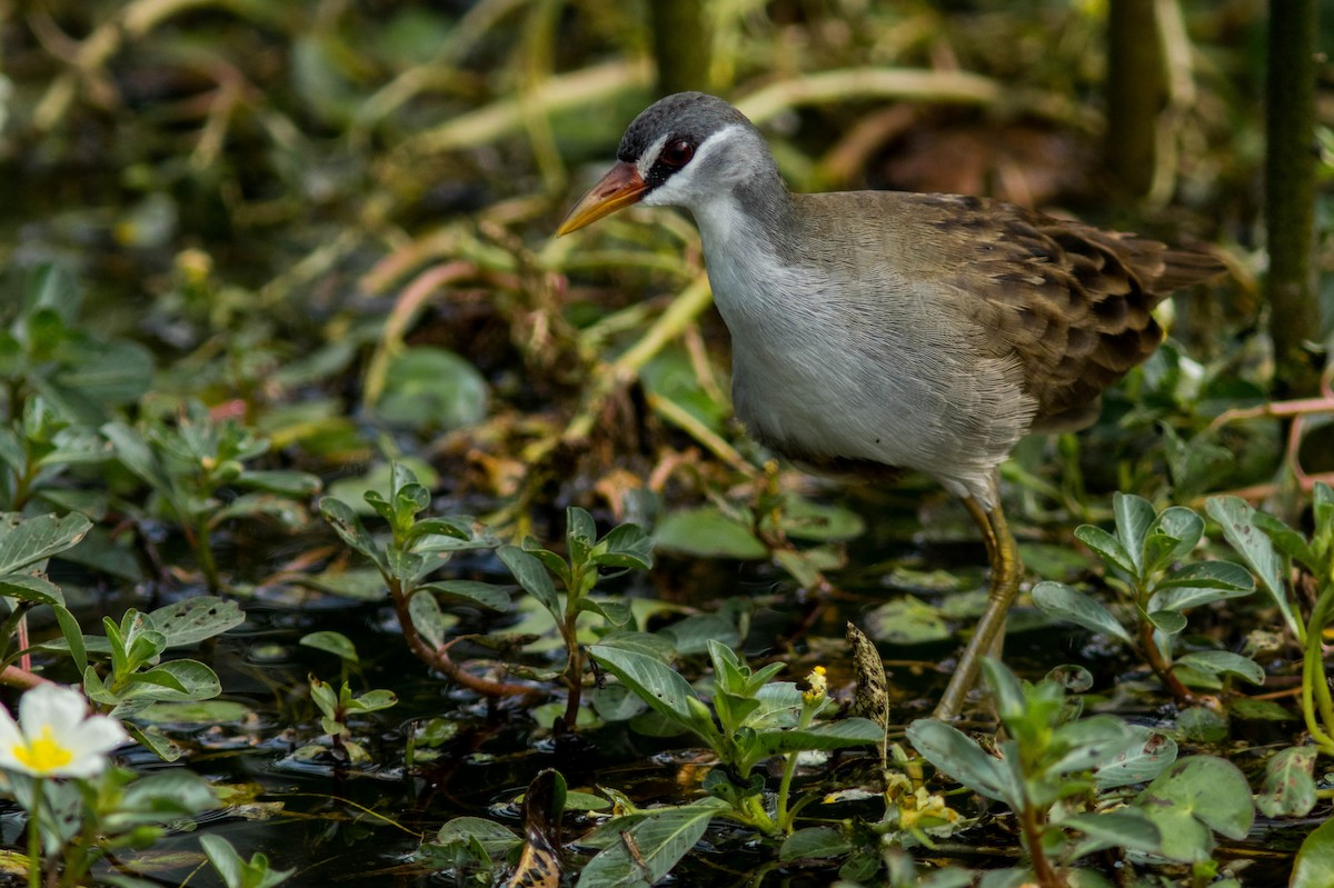 White-browed Crake - ML608925802