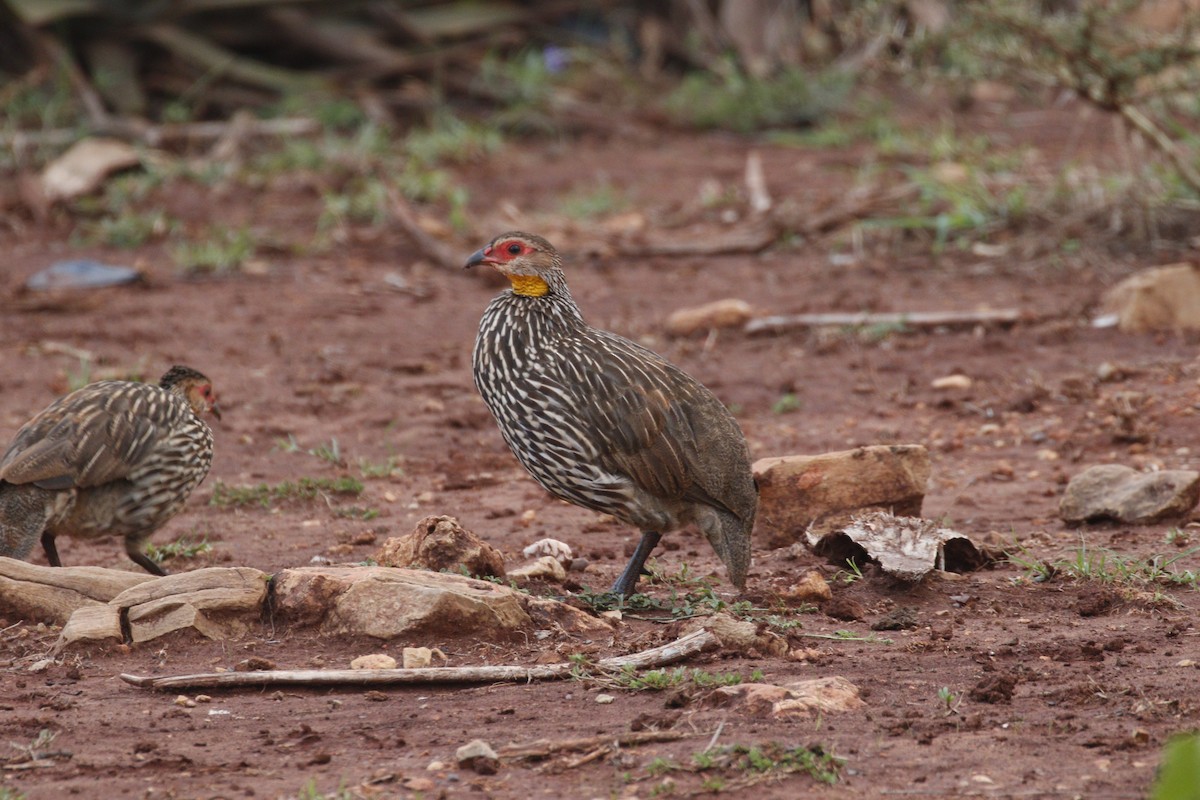 Yellow-necked Spurfowl - ML608925833