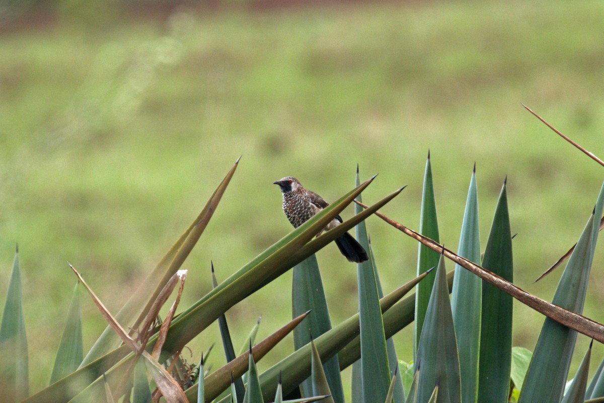 White-rumped Babbler - ML608925836