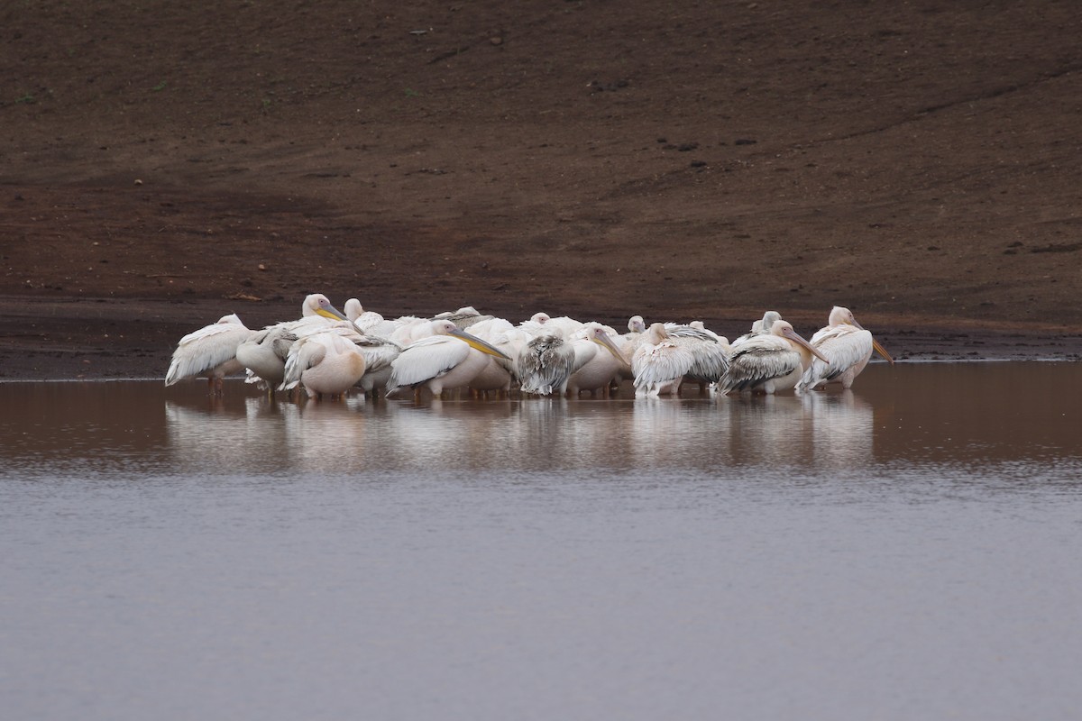 Great White Pelican - ML608925844