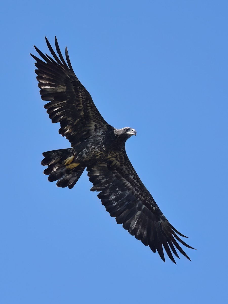 Bald Eagle - ML608925845