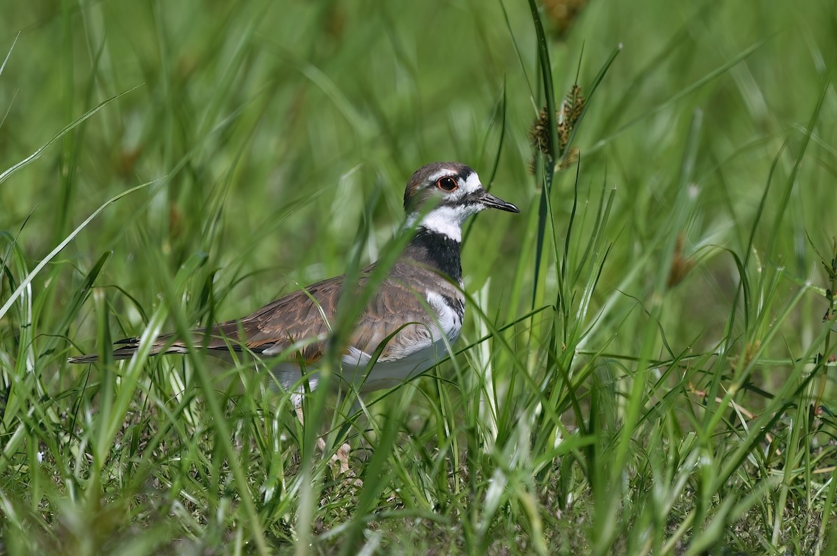 Killdeer - ML608925849