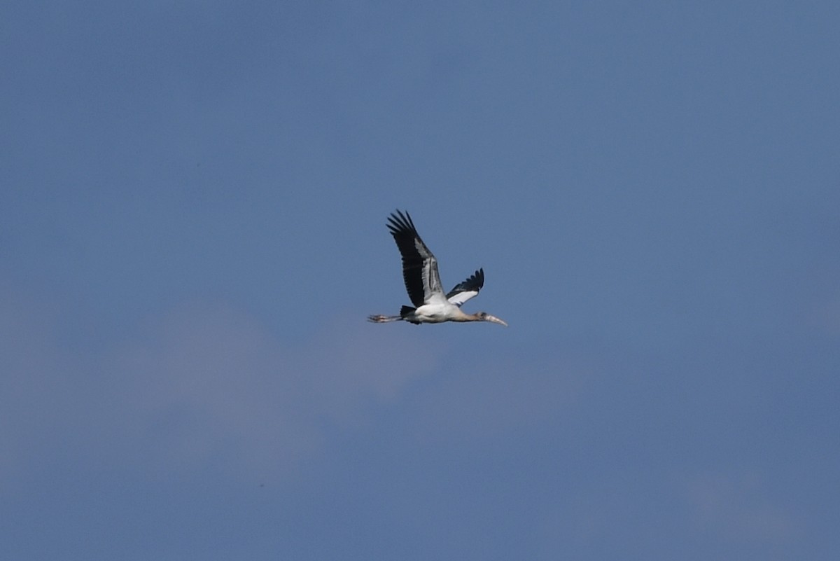 Wood Stork - ML608925850