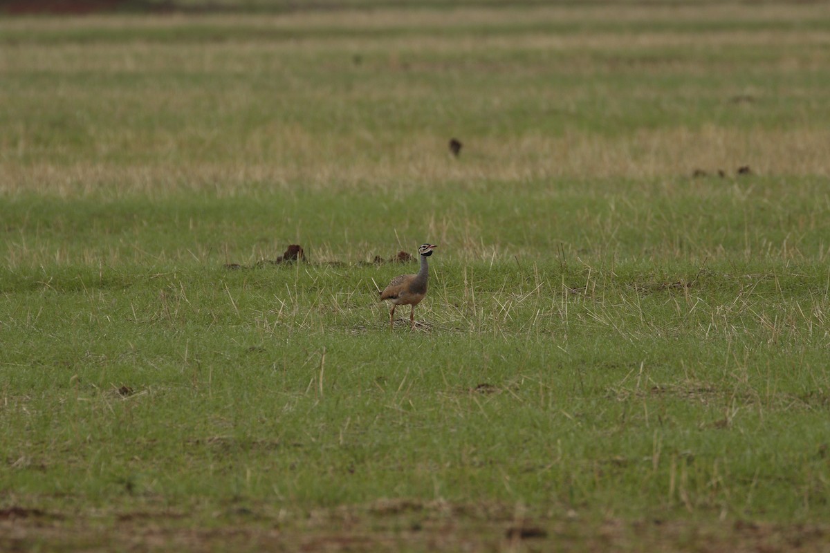 White-bellied Bustard - ML608925852