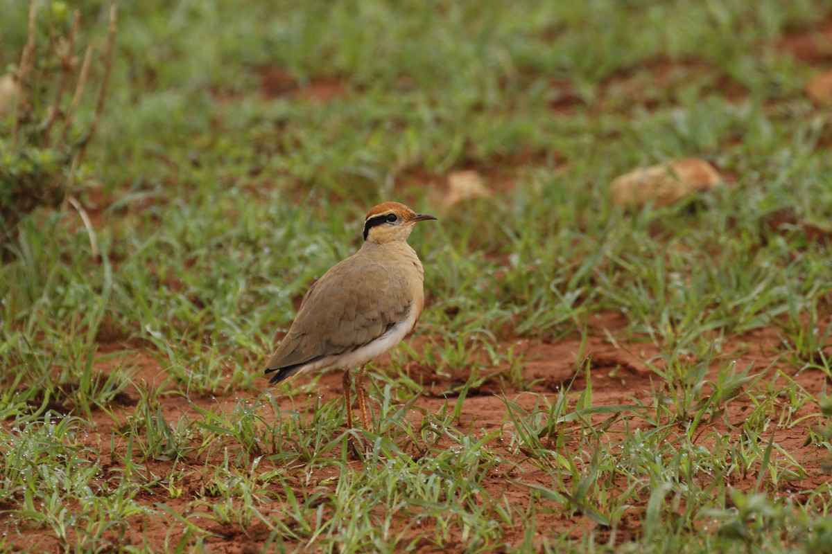 Temminck's Courser - ML608925865