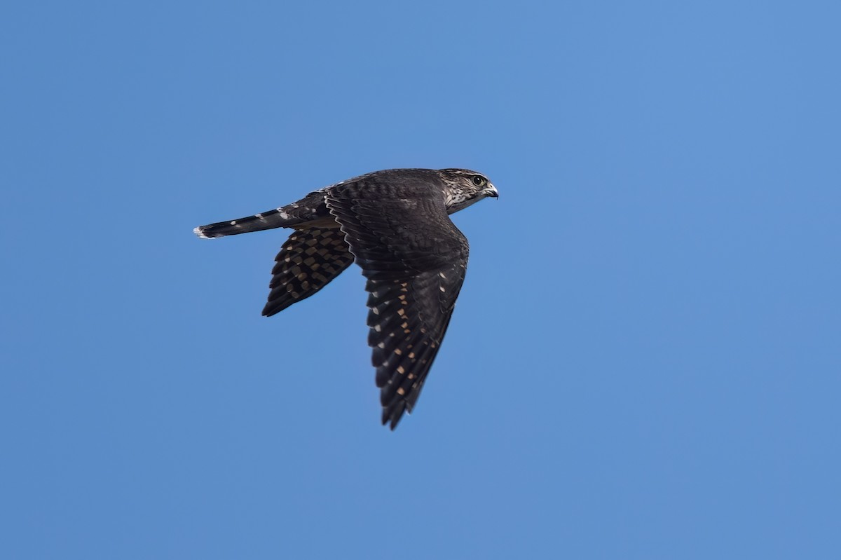 Merlin - ML608925872