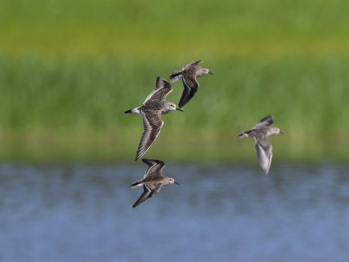 White-rumped Sandpiper - ML608925878