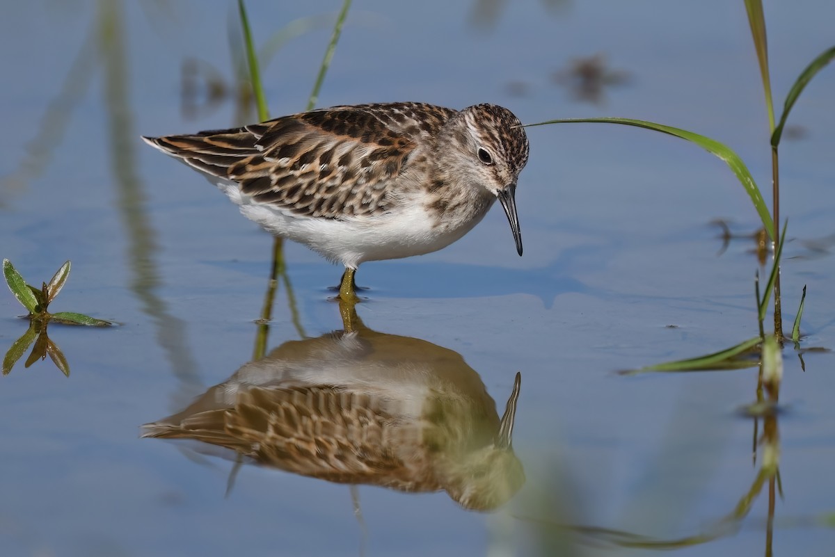 Least Sandpiper - ML608925880