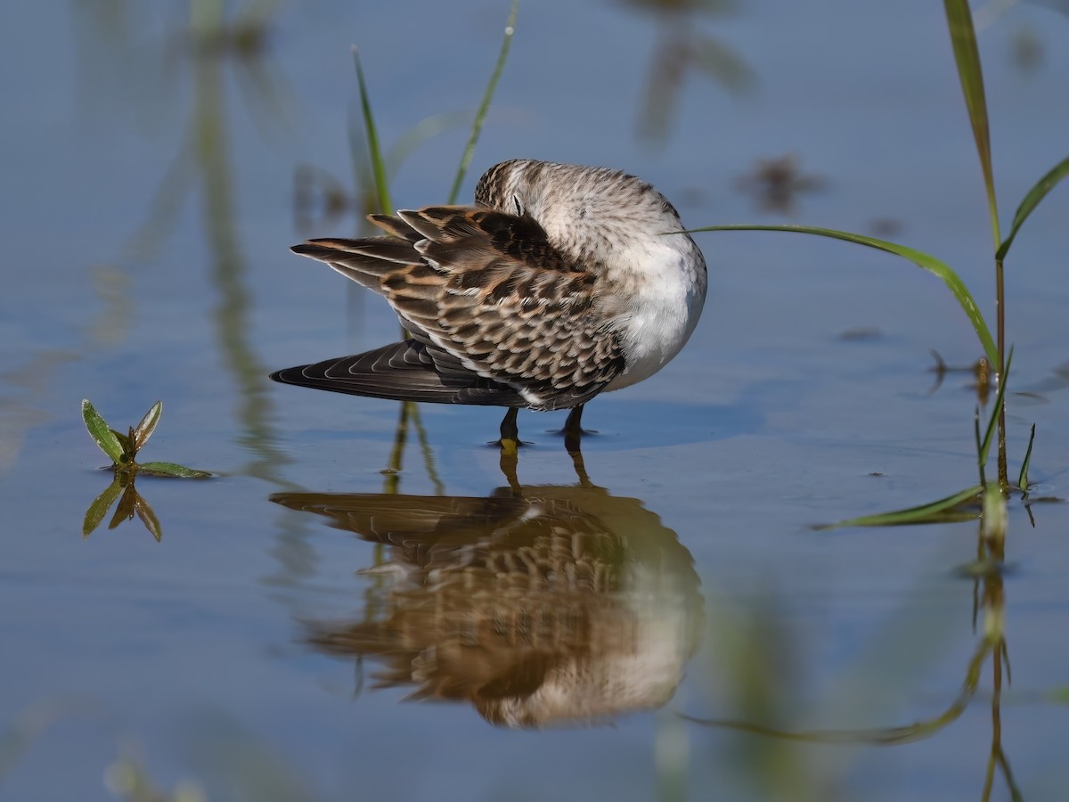 Least Sandpiper - ML608925881