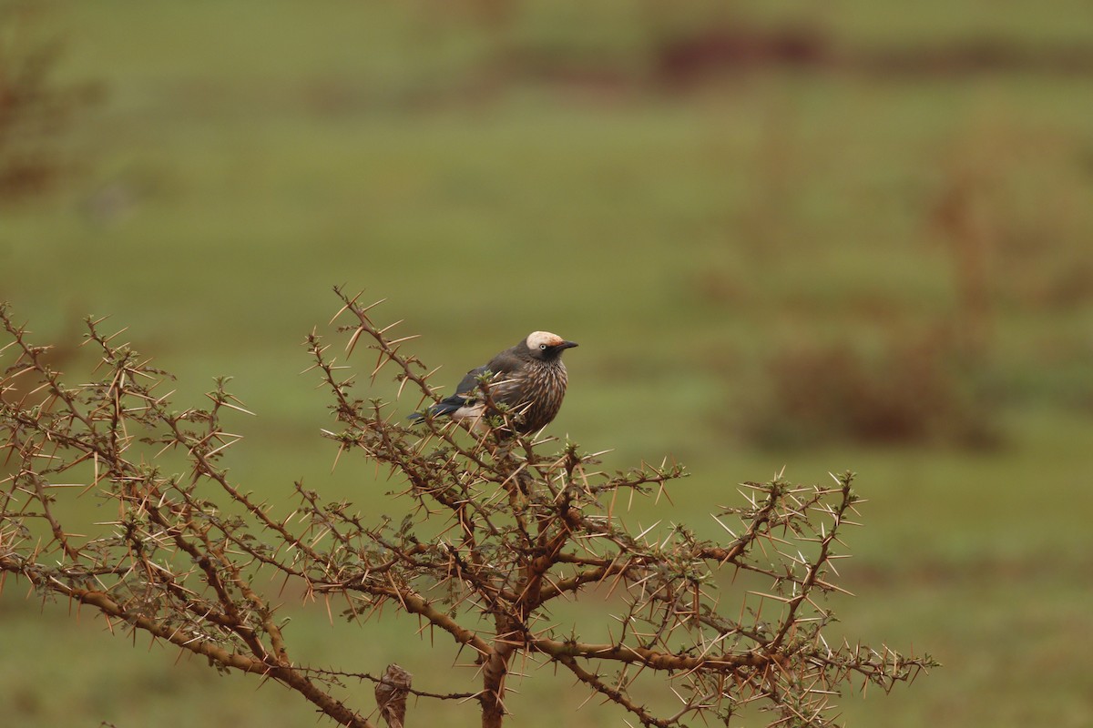 White-crowned Starling - ML608925889