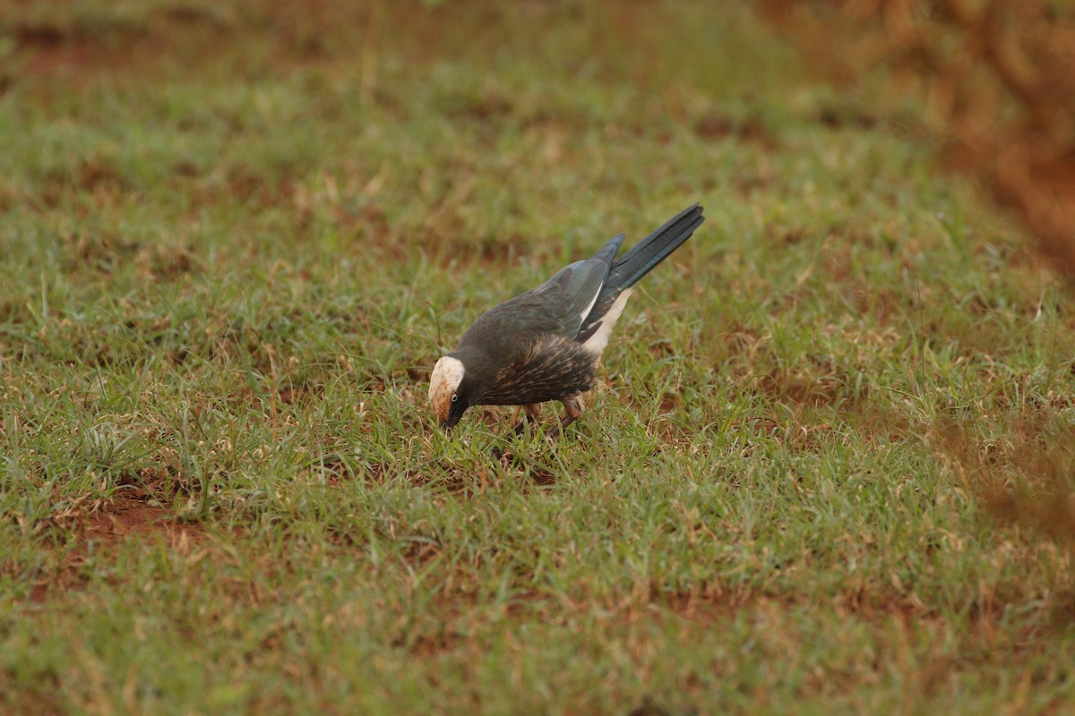 White-crowned Starling - ML608925892