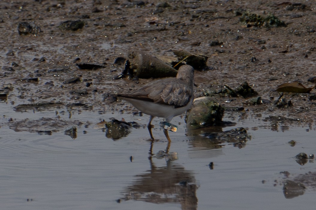 Terek Sandpiper - Morten Lisse