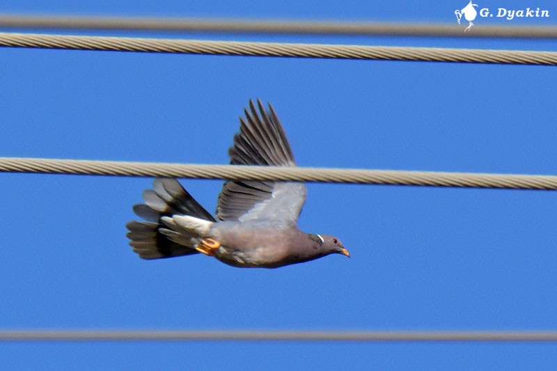 Band-tailed Pigeon - Gennadiy Dyakin