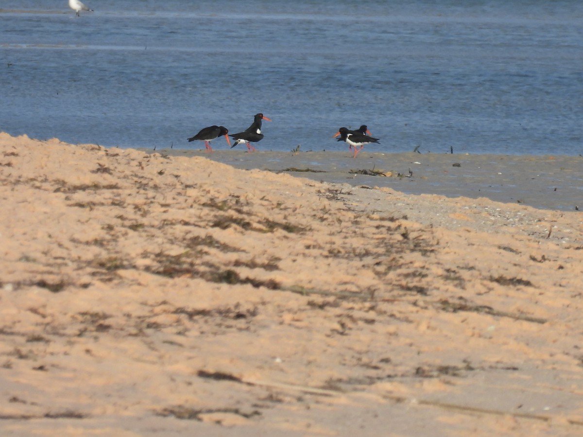 Pied Oystercatcher - ML608925936