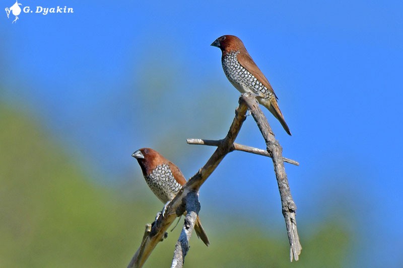 Scaly-breasted Munia - ML608925937