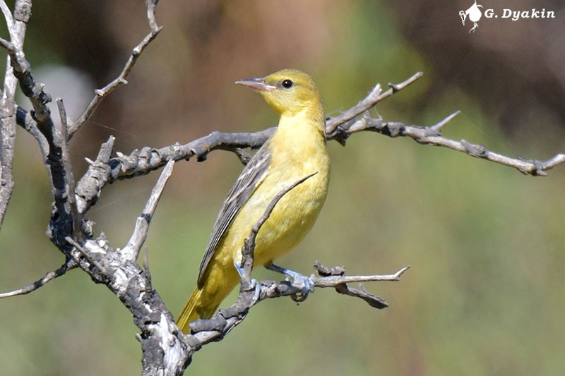 Hooded Oriole - ML608925949