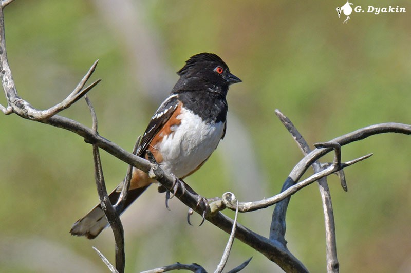 Spotted Towhee - ML608925957
