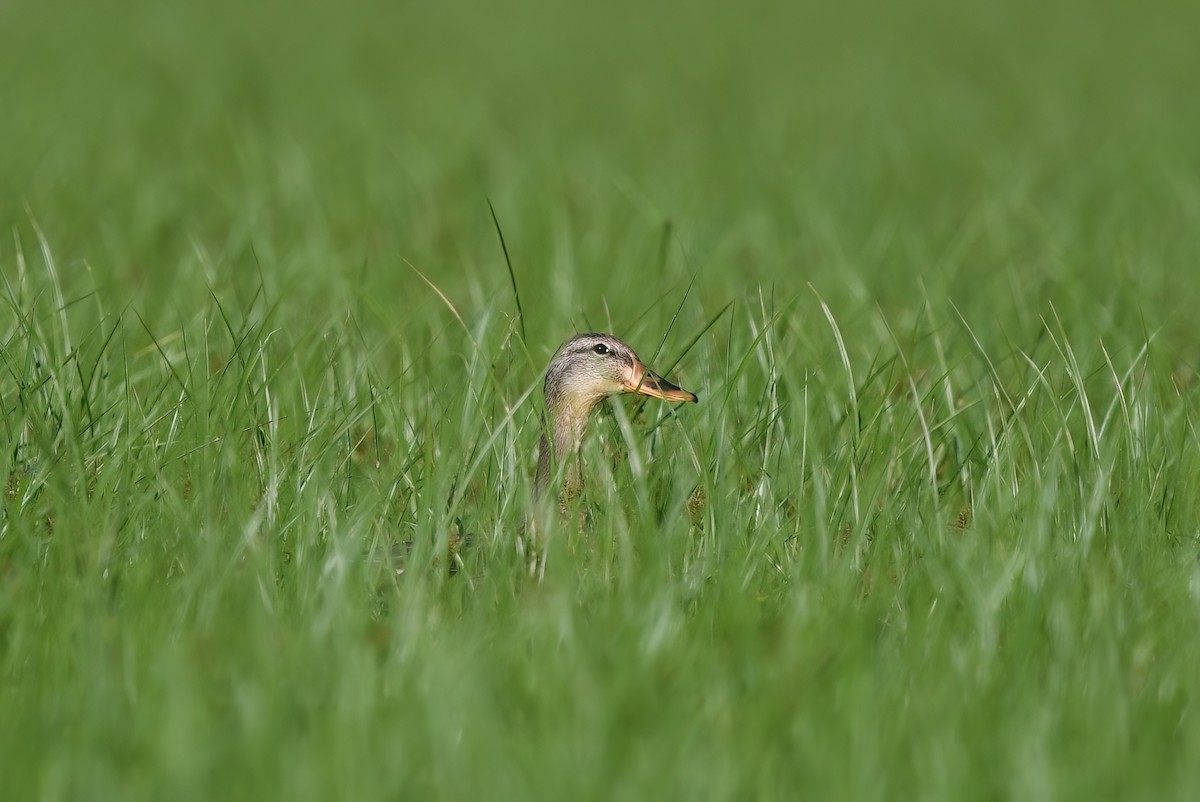 Mallard - ML608925963
