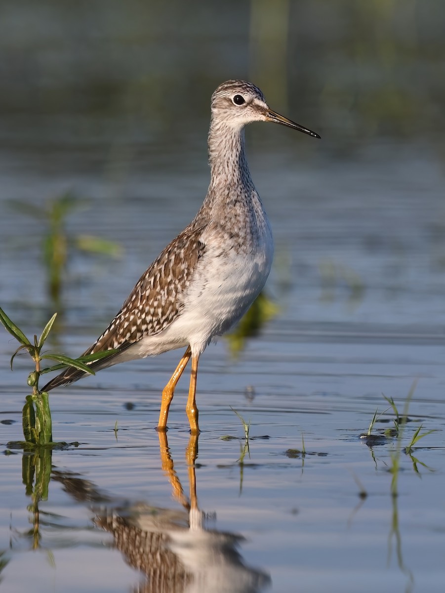 Lesser Yellowlegs - Matt Spangler