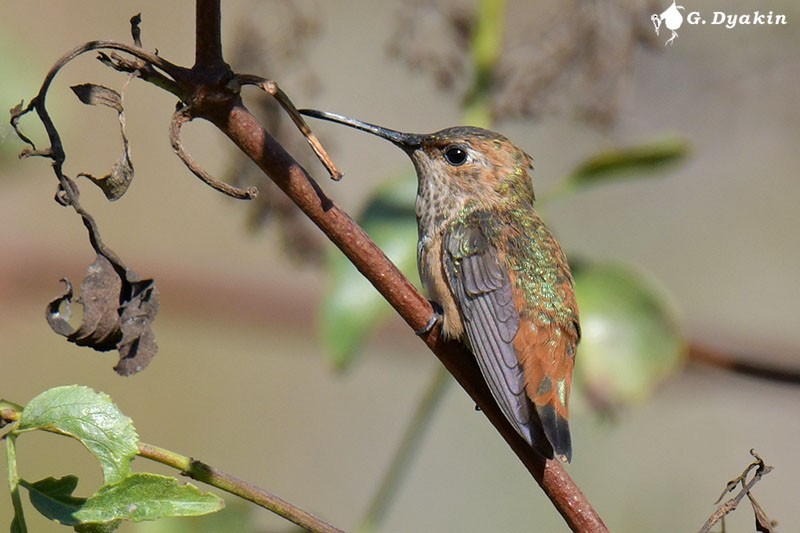 Allen's Hummingbird - ML608925971