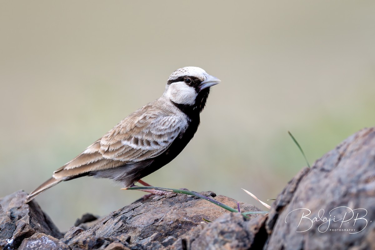 Ashy-crowned Sparrow-Lark - ML608925982