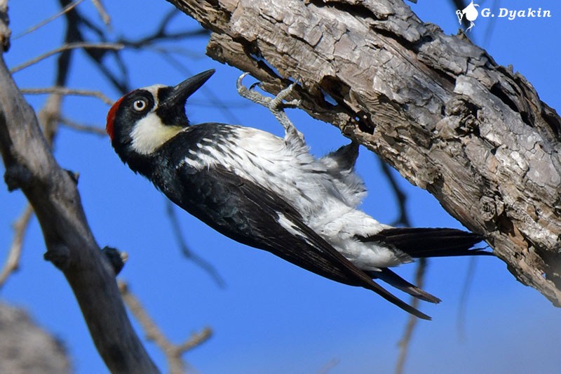 Acorn Woodpecker - ML608926012