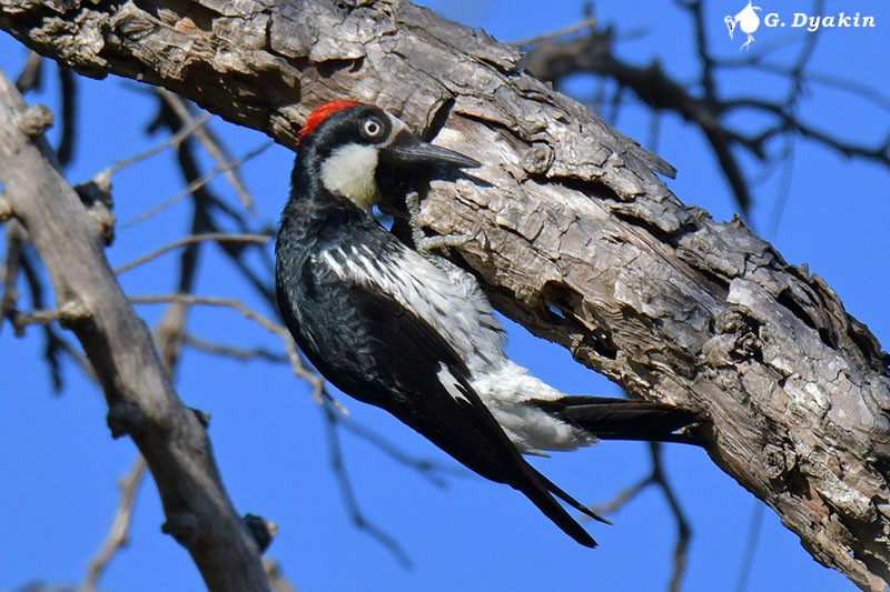 Acorn Woodpecker - ML608926013