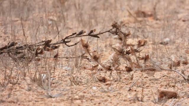 Karoo Long-billed Lark (Benguela) - ML608926014