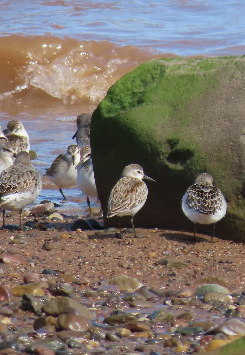 Bergstrandläufer - ML608926016