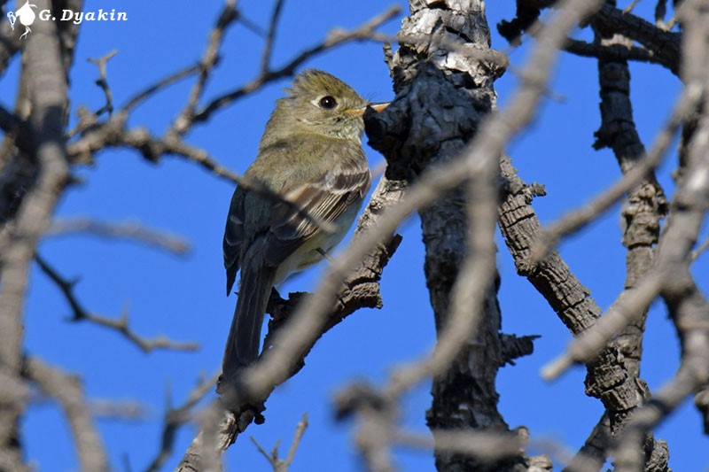 Western Flycatcher (Pacific-slope) - ML608926017