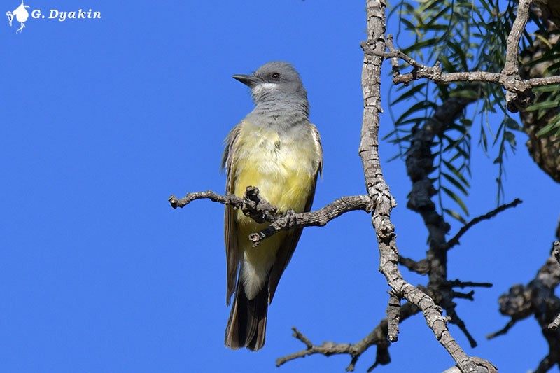 Cassin's Kingbird - ML608926028