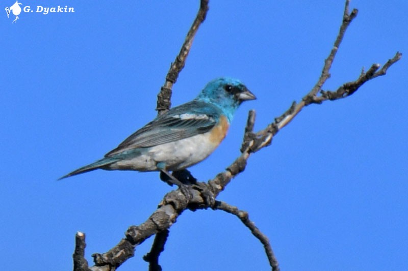 Lazuli Bunting - ML608926029