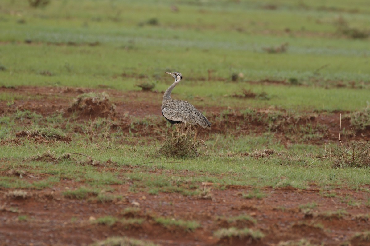 Hartlaub's Bustard - ML608926033