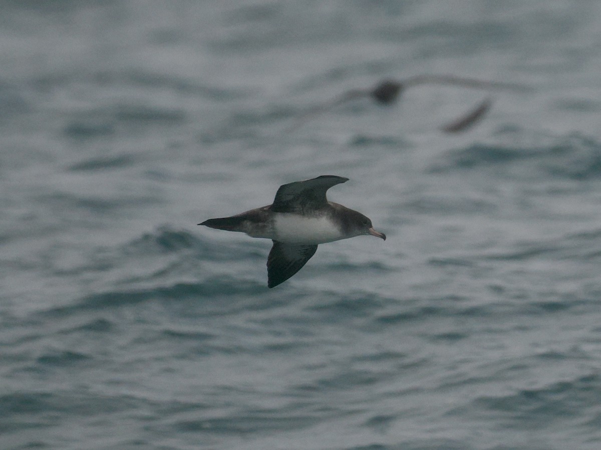 Pink-footed Shearwater - ML608926040