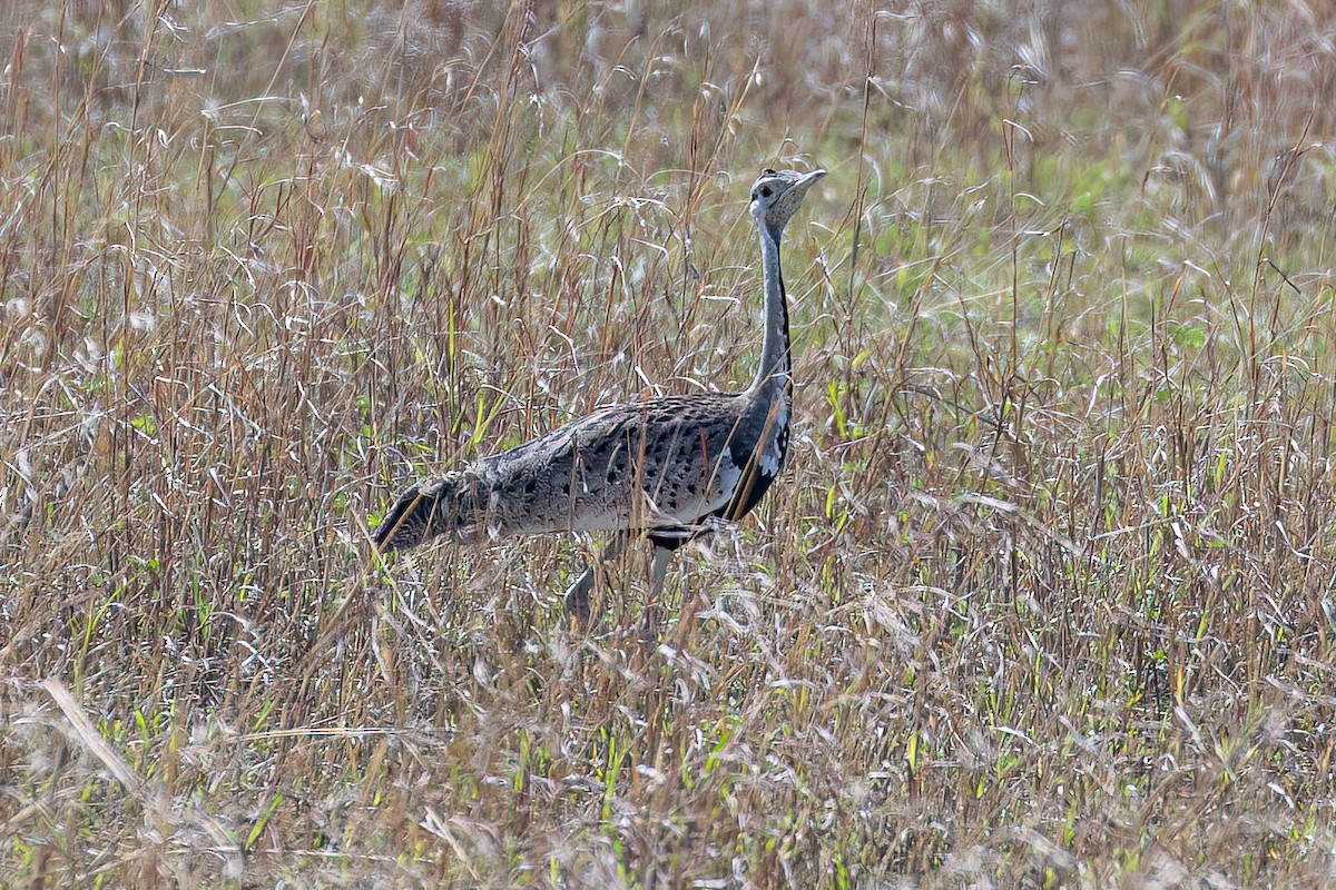 Black-bellied Bustard - Steve Potter