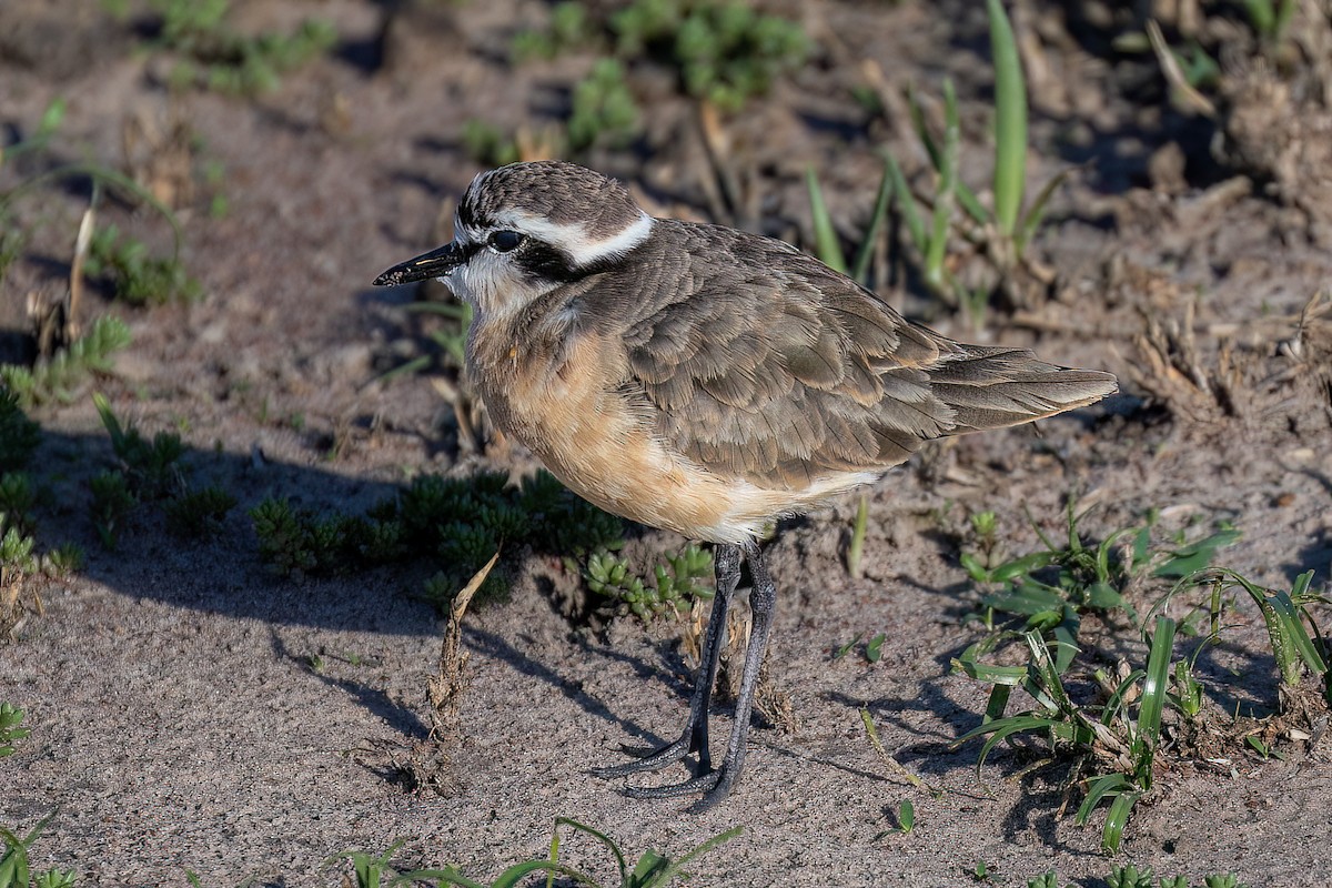 Kittlitz's Plover - ML608926066