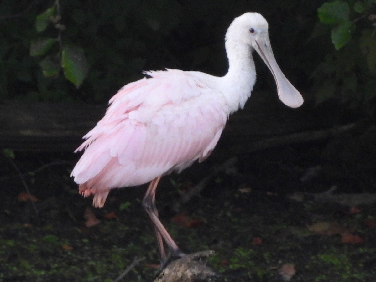 Roseate Spoonbill - ML608926078