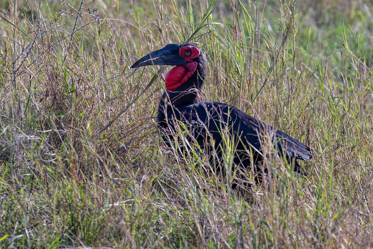 Southern Ground-Hornbill - ML608926080