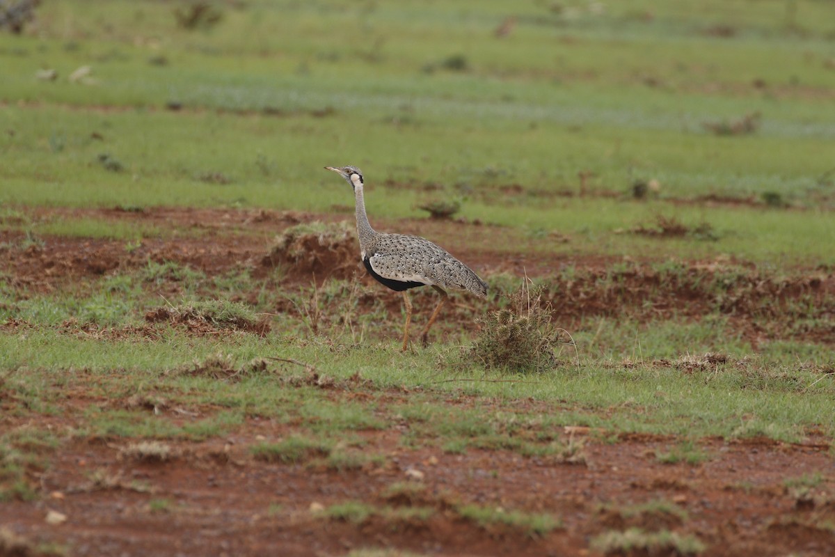 Hartlaub's Bustard - ML608926094