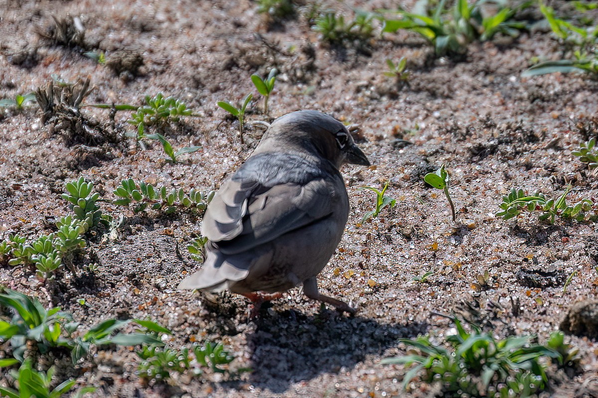 Gray-headed Social-Weaver - ML608926104