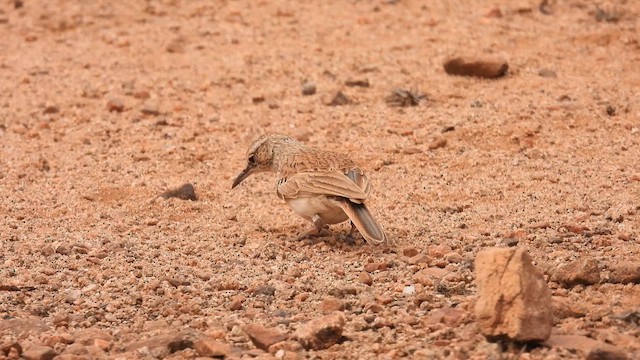 Karoo Long-billed Lark (Benguela) - ML608926120