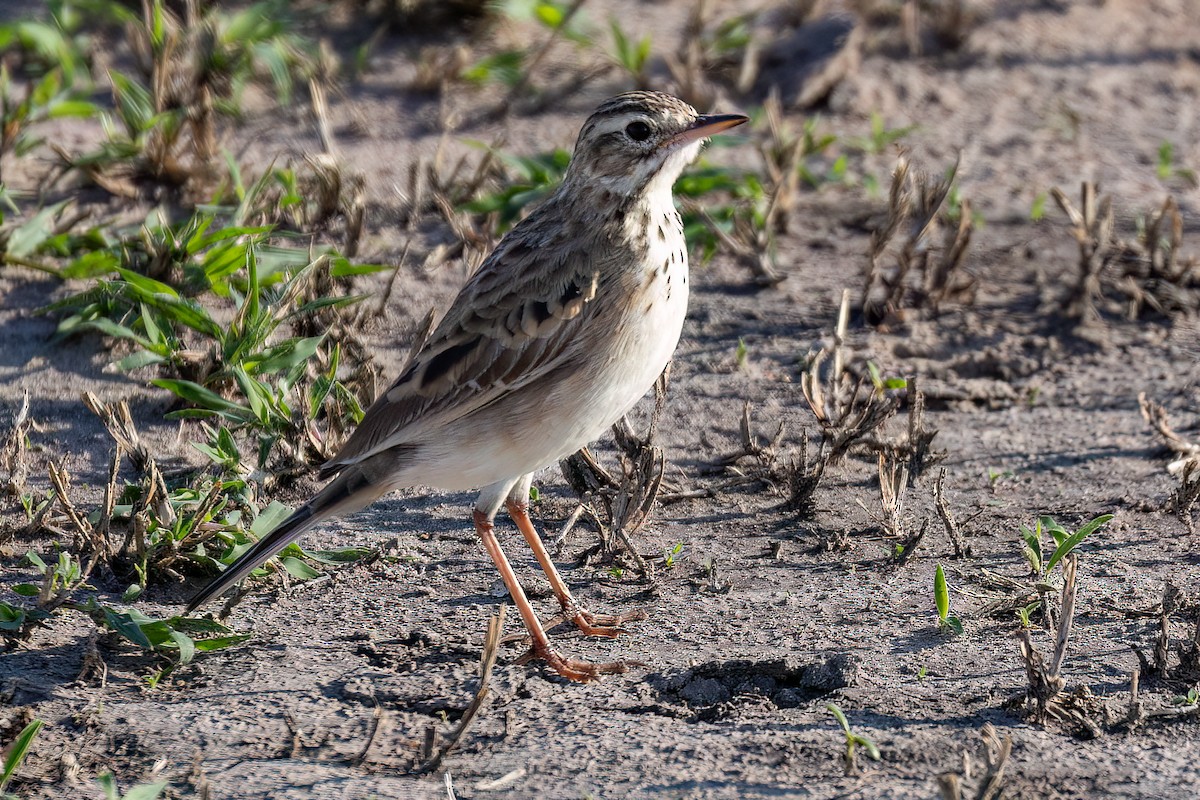 アフリカマミジロタヒバリ - ML608926128